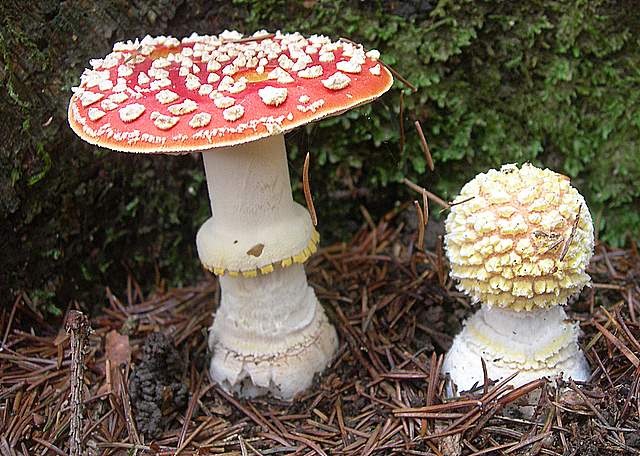 Prima  dell�era  glaciale